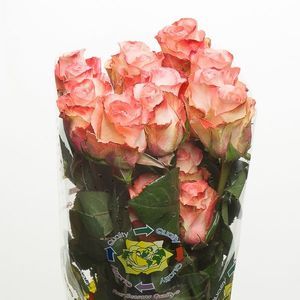 ROSE PEACH AUBADE 50